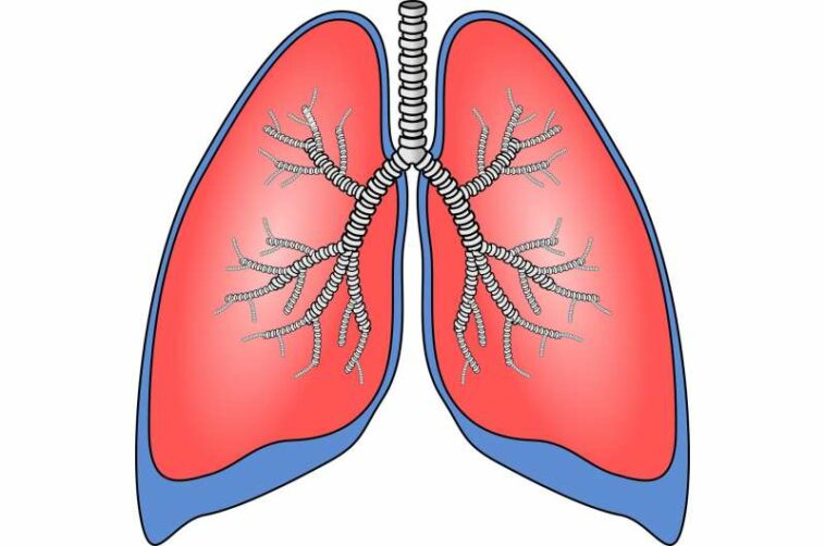 lungs