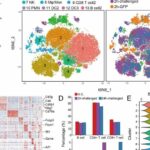 Single-cell transcriptomics of immune cells in lymph nodes reveals their composition and alterations in functional dynamics duri