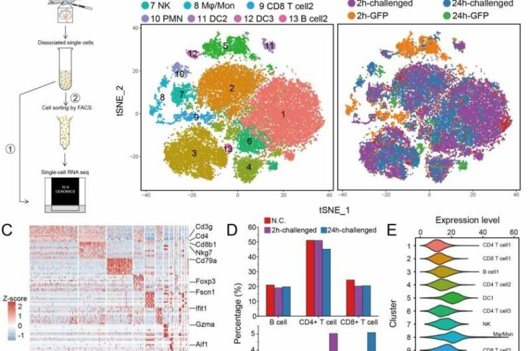 Single-cell transcriptomics of immune cells in lymph nodes reveals their composition and alterations in functional dynamics duri