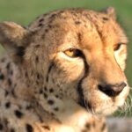 South Africa is sending cheetahs to India and Mozambique