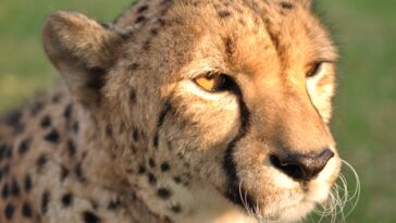 South Africa is sending cheetahs to India and Mozambique