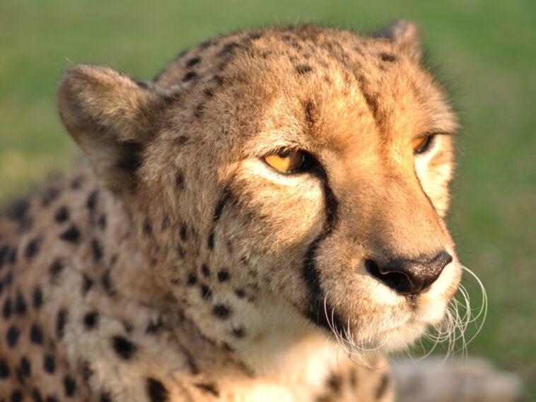 South Africa is sending cheetahs to India and Mozambique