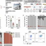 Study suggests breakthrough SARS-CoV-2 infection may confer extra protection to vaccinees