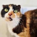 Brandy the cat needs a home