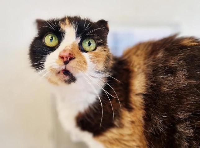 Brandy the cat needs a home