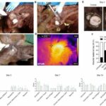 Topical ointment made from tree sap found to be effective in treating skin wound infections