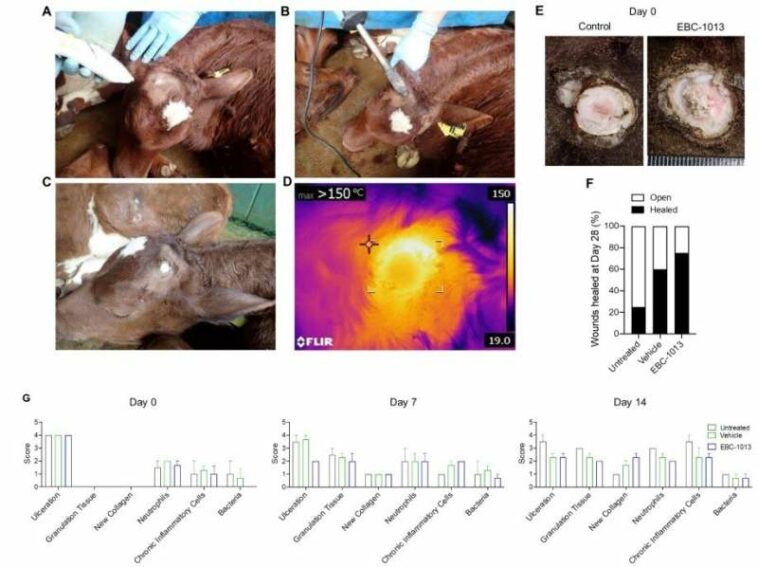 Topical ointment made from tree sap found to be effective in treating skin wound infections