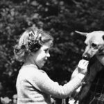 Queen Elizabeth II, Queen Elizabeth II dogs, Queen Elizabeth II pet dogs, Queen Elizabeth II pets, Queen Elizabeth II corgis, Queen Elizabeth II death, Queen Elizabeth II news, indian express news