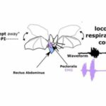 When humans gesture, they activate an ancient connection between movement and breathing