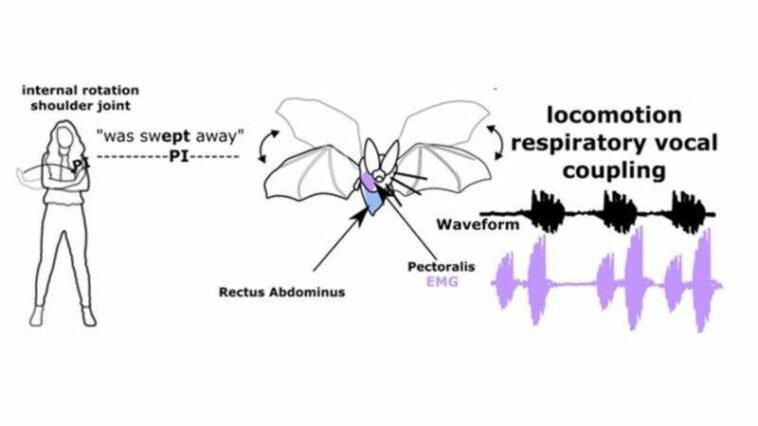 When humans gesture, they activate an ancient connection between movement and breathing