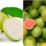 white pink guava