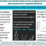 After lifetime of blindness, newly sighted can immediately identify human locomotion