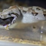 Germany: Boa constrictor escapes from house in Germany