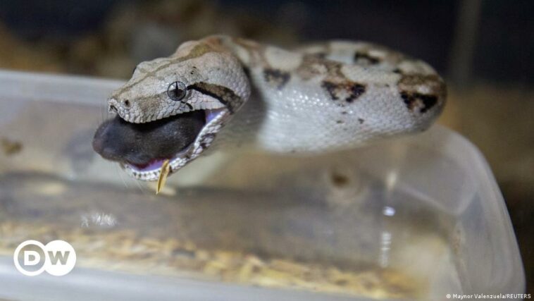 Germany: Boa constrictor escapes from house in Germany