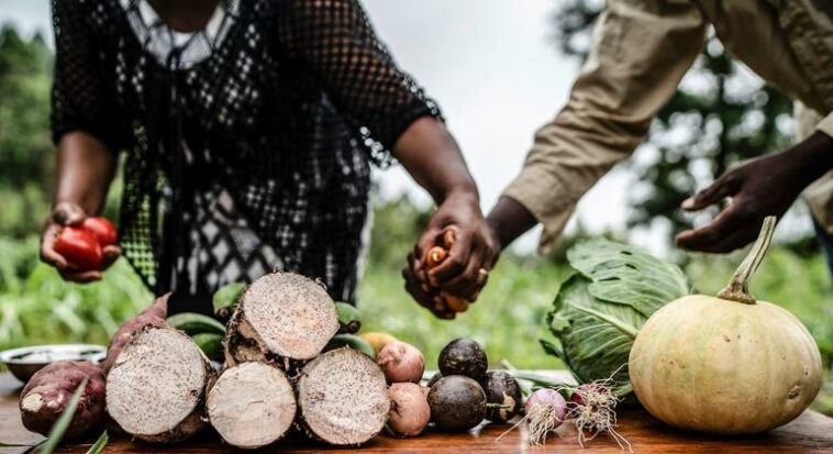 Global food crisis: Let’s move from ‘despair to hope and action’, urges Guterres