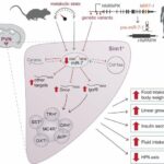 How genetics influences our body weight beyond genes