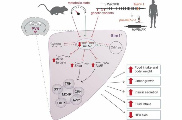 How genetics influences our body weight beyond genes