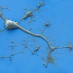 Stem cell grafts and rehabilitation combined boost spinal cord injury results