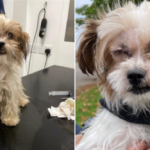 Pictures of Dolly the dog before and after finding her forever home