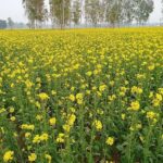 The GEAC said on the website that the recommendation to release GM mustard is for four years from the date of issue of the approval letter.