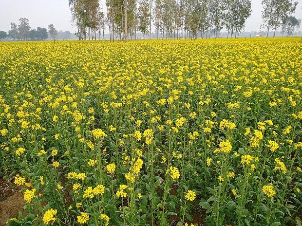 The GEAC said on the website that the recommendation to release GM mustard is for four years from the date of issue of the approval letter.