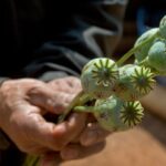 Afghanistan: Opium cultivation up nearly a third, warns UNODC