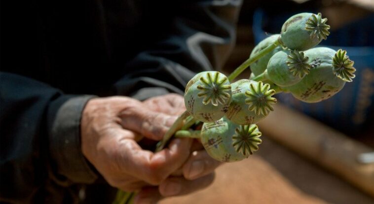 Afghanistan: Opium cultivation up nearly a third, warns UNODC