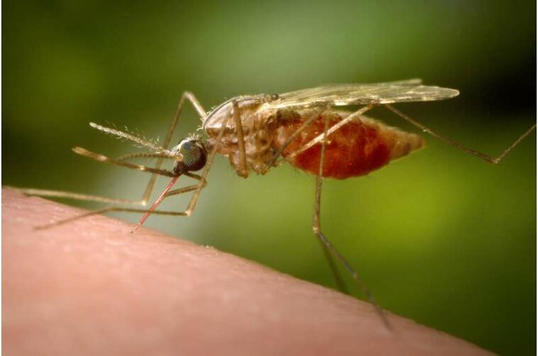 Antibody treatment tested as new tool against malaria