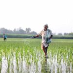 Govt may rationalise urea price, disincentivise chemical fertilisers