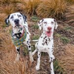 MERCURY PRESS (Pictured: Poppet, three, and Poppy, one, out for a walk. ) - ??This deaf pooch has been given a new lease of life thanks to her younger hearing sister! The adorable Dalmatian duo, Poppet, three, and Poppy, one, have been inseparable since the day they met.?? When Poppet's owners, Kaylee, 33 and David Hughes, 37, found out that she was deaf at just six weeks old, they were worried she wouldn't have the best quality of life.?? The couple, from Edinburgh, decided to train Poppet with the use of sign language and hand signals which she understood incredibly quickly..??- SEE MERC COPY