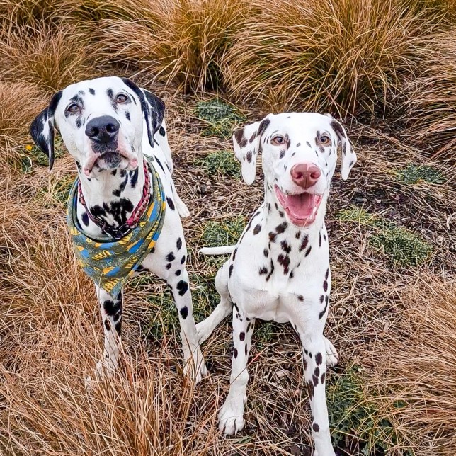 MERCURY PRESS (Pictured: Poppet, three, and Poppy, one, out for a walk. ) - ??This deaf pooch has been given a new lease of life thanks to her younger hearing sister! The adorable Dalmatian duo, Poppet, three, and Poppy, one, have been inseparable since the day they met.?? When Poppet's owners, Kaylee, 33 and David Hughes, 37, found out that she was deaf at just six weeks old, they were worried she wouldn't have the best quality of life.?? The couple, from Edinburgh, decided to train Poppet with the use of sign language and hand signals which she understood incredibly quickly..??- SEE MERC COPY