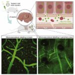 Fluorescent mouse blood will help us gain knowledge about brain diseases