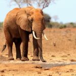 Kenya says drought killed over 200 elephants this year