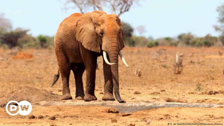 Kenya says drought killed over 200 elephants this year