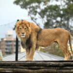 Lions escape at Sydney zoo as overnight campers rushed to safety