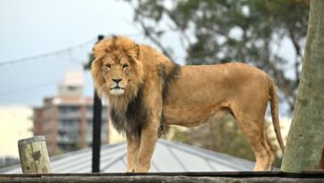 Lions escape at Sydney zoo as overnight campers rushed to safety