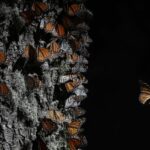 Monarch butterflies return to Mexico on annual migration