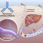 Monoclonal antibody prevents malaria infection in African adults