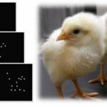 Neonicotinoid causes ASD-like symptoms in chicks