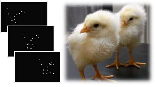 Neonicotinoid causes ASD-like symptoms in chicks