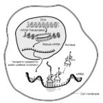 messenger RNA