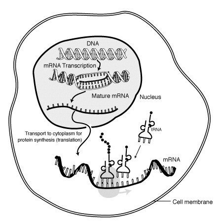 messenger RNA