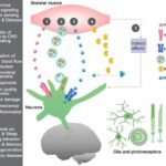 New insights into how exercise protects against neurodegenerative diseases