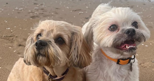 Maggie and her brother sid