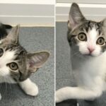 Pictures of a kitten who was born with no sex organs