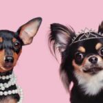 Two little dogs wearing jewellery head shot