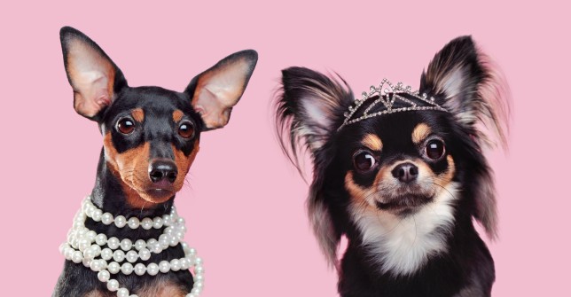 Two little dogs wearing jewellery head shot