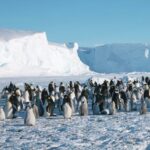 Emperor penguins, reindeer among threatened species: WWF