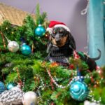 mess dog dachshund in a sweater and a santa cap played too much and filled up artificial Christmas tree decorated with garland and screwed up my eyes in fright.