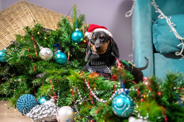 mess dog dachshund in a sweater and a santa cap played too much and filled up artificial Christmas tree decorated with garland and screwed up my eyes in fright.